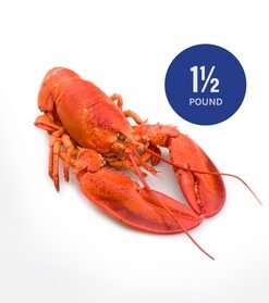 1 1/2 pound Fresh Live Maine Lobsters