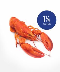 1 1/4 pound Fresh Live Maine Lobsters