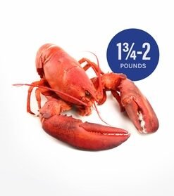 1 3/4 to 2 pound Fresh Live Maine Lobsters